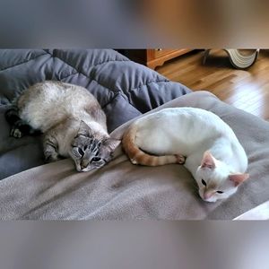 Gromit and Saffron...pLeaSe mAke hEr an oFfeR!!!